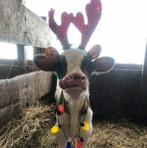 Meet your Posher, Marla